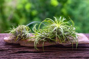 Air Plants: Easy and Interesting Plants to Maintain in Your Home Bulman Wealth Group