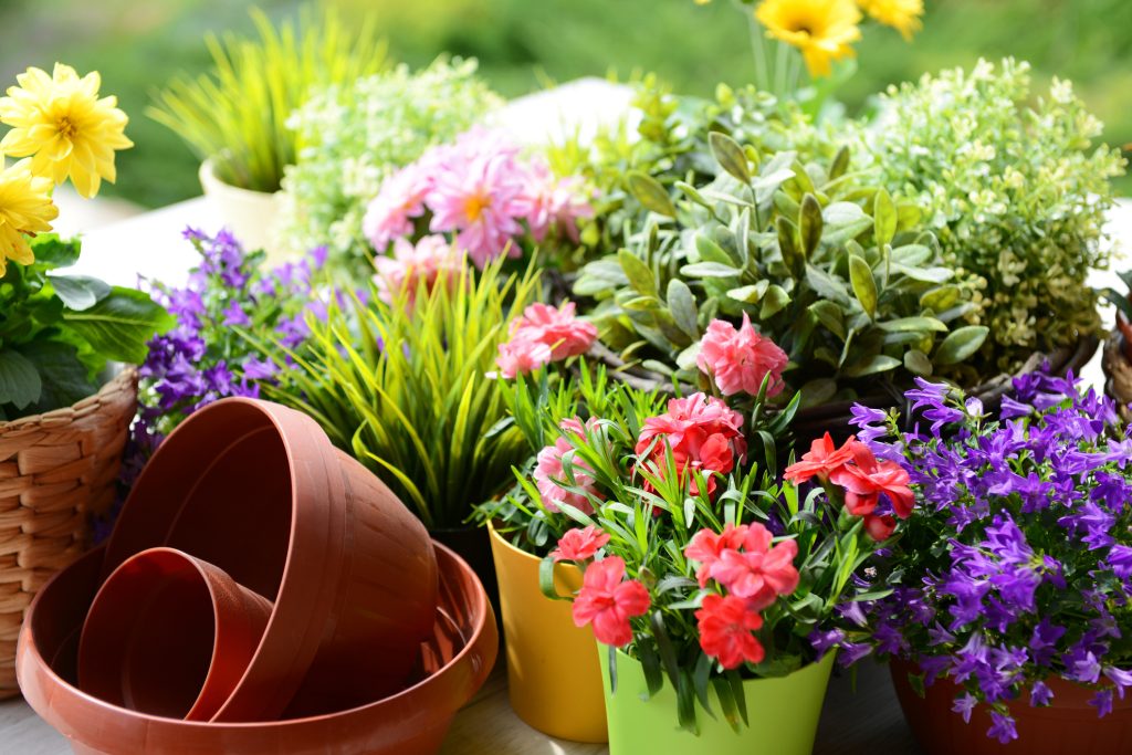 See Your Garden Flourish This Spring Bulman Wealth